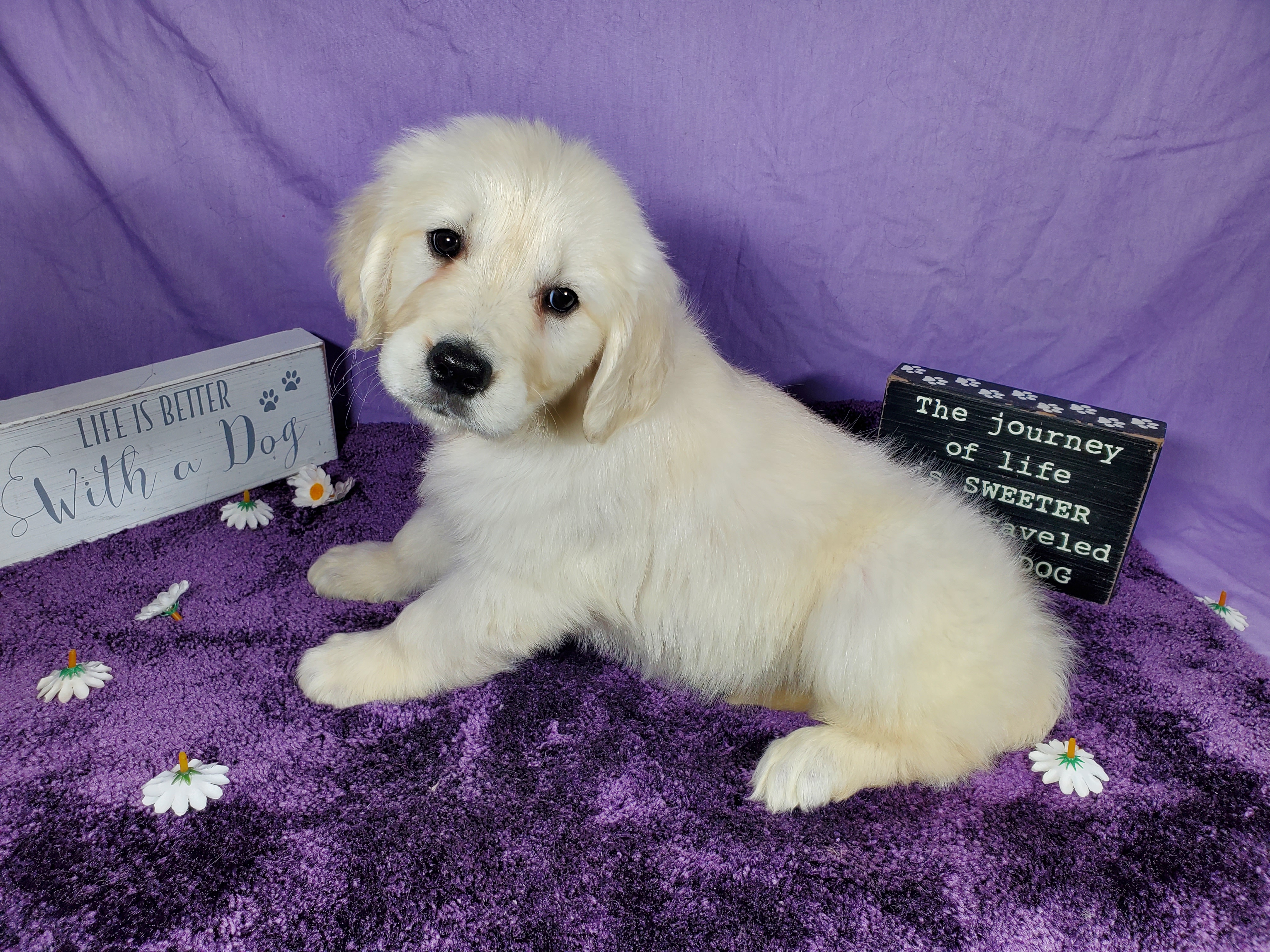 Diamond Royal Family Toy Goldendoodle Puppies