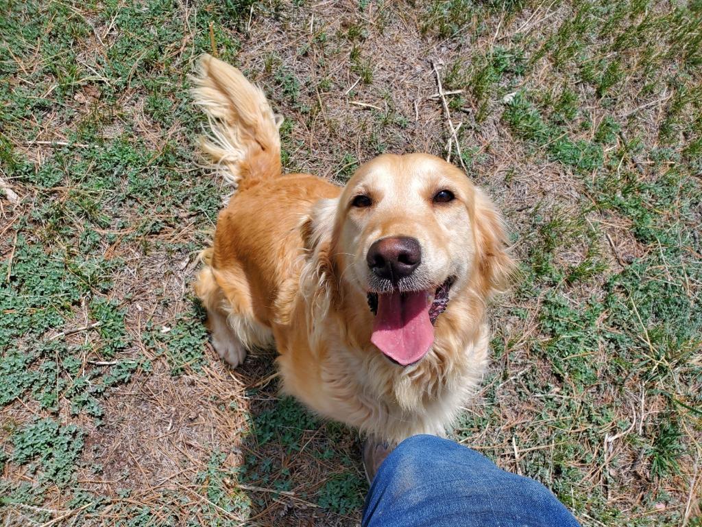 Diamond Royal Family Golden Retriever