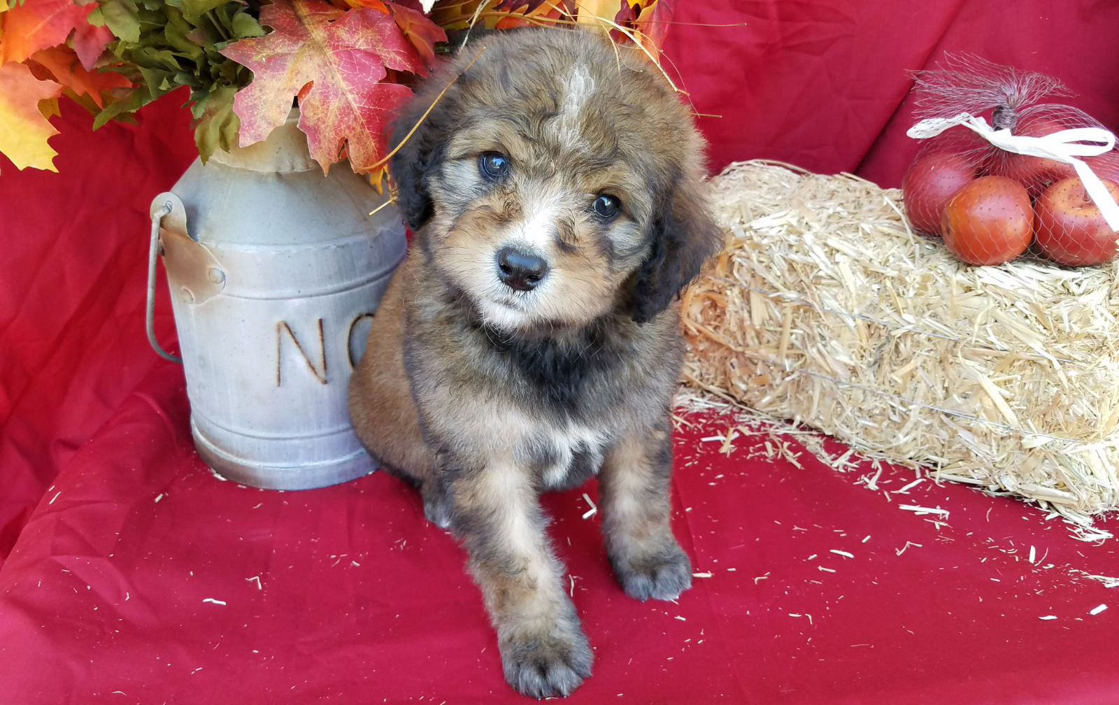 Diamond Royal Family Toy Bernedoodle