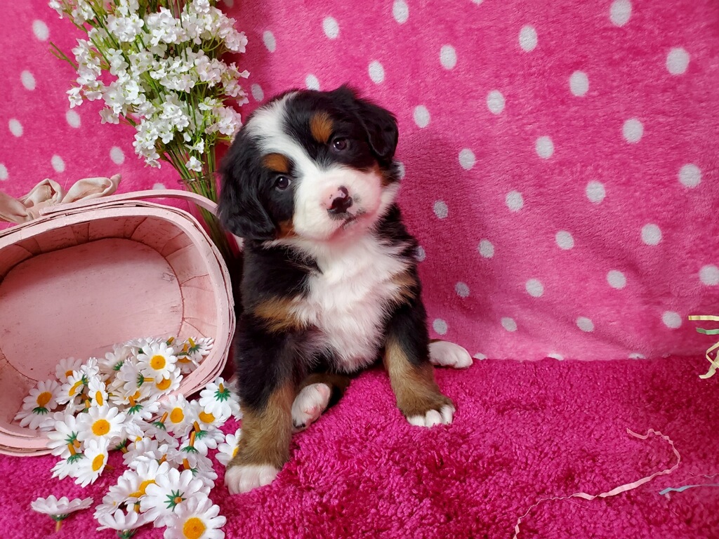 Diamond Royal Family BMD Puppy